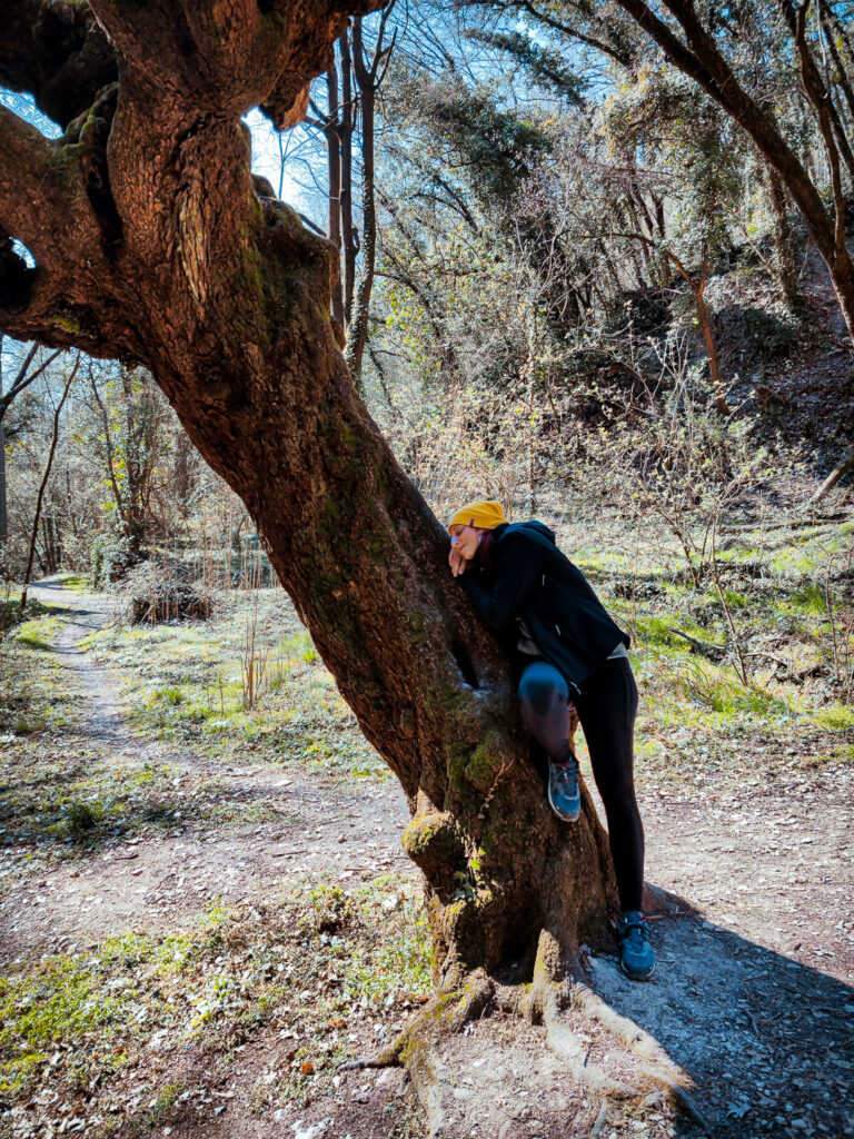Albero secolare lungo il sentiero