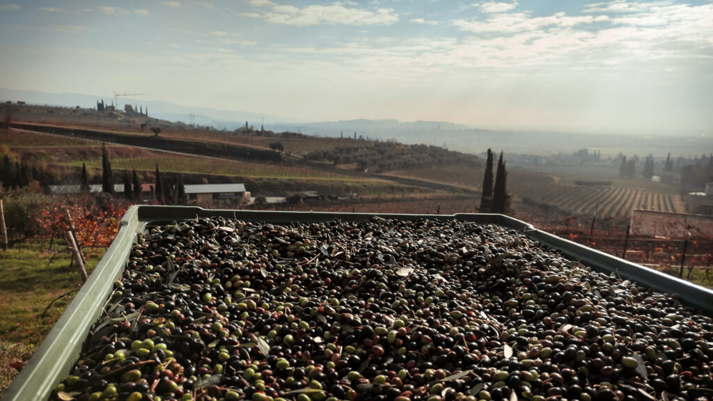 Raccolta delle olive