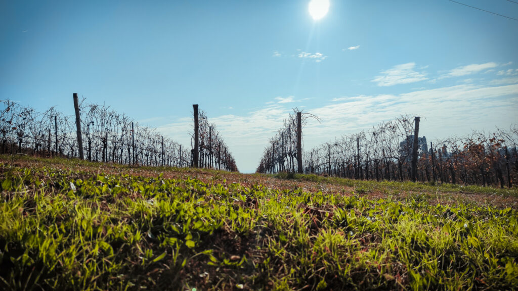 Passeggiata tra i vigneti