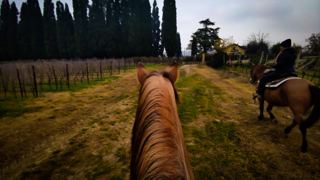 In sella al cavallo tra i vigneti